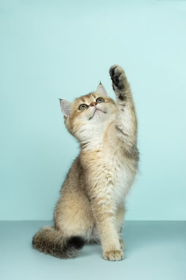 Besuchen Sie den Tierarzt- Ernährungstipps für ängstliche Katzen