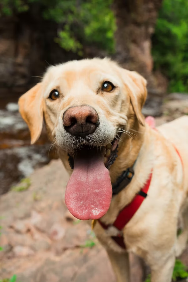 Emotionale Unterstützung für Hunde