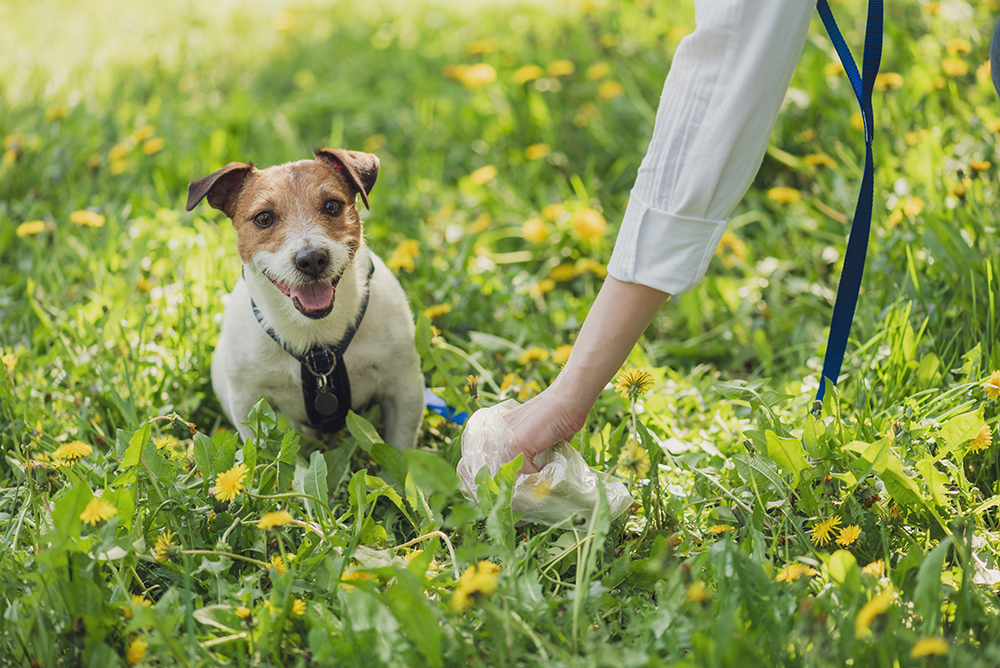 How to Keep Animals and Pets Safe